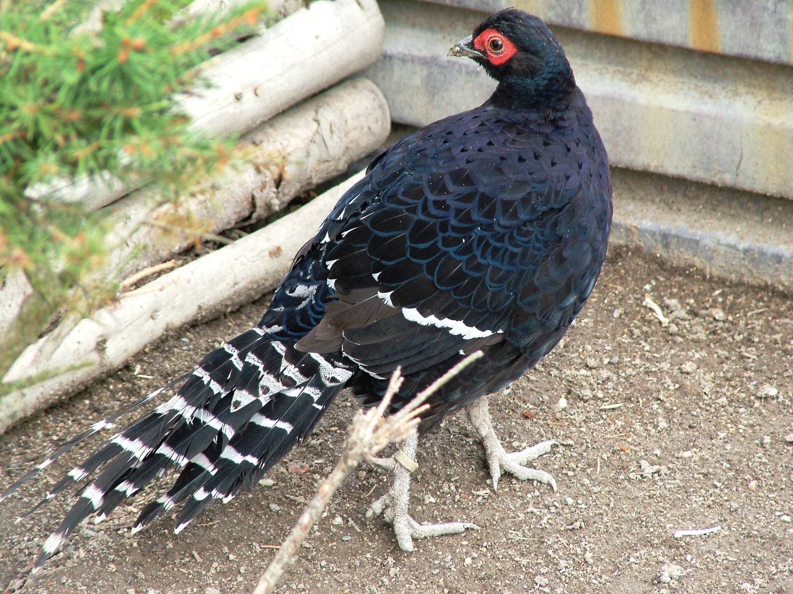 Mikado Pheasant at Autocentrum Boura (Dymokury), 26/08/12
