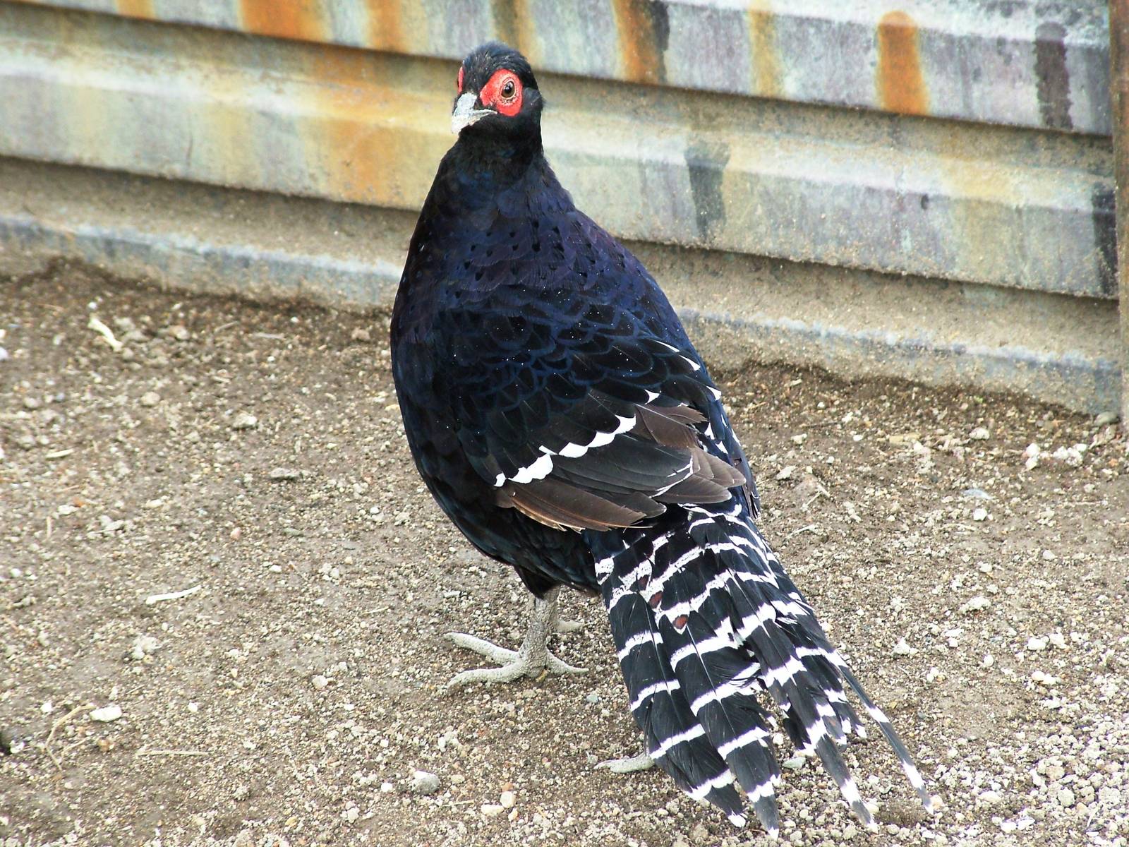 Mikado Pheasant at Autocentrum Boura (Dymokury), 26/08/12