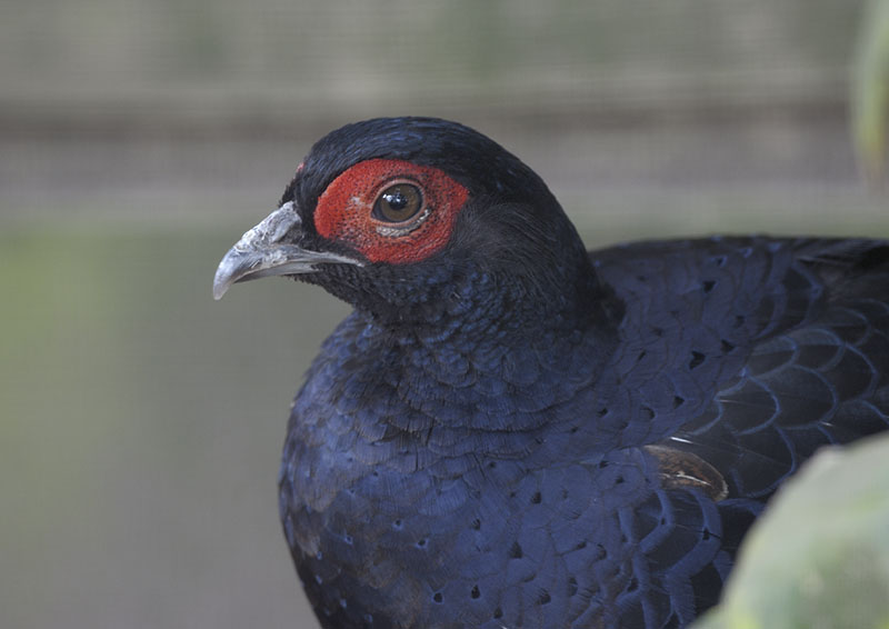 Mikado pheasant cock
