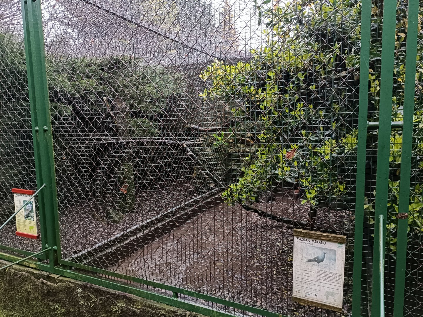 Mikado pheasant exhibit - Avifauna Lugo