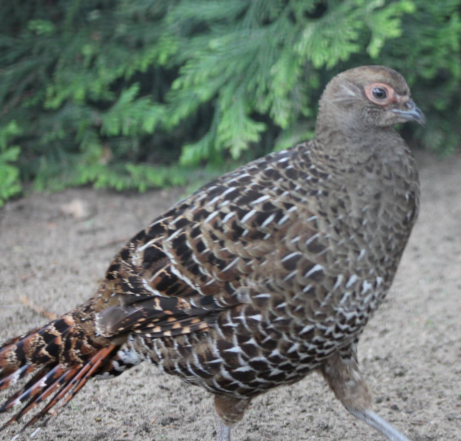 Mikado pheasant female