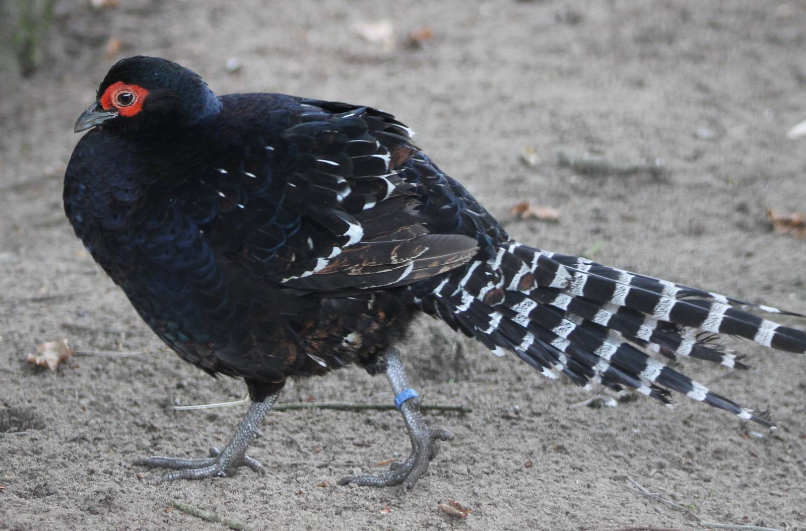 Mikado pheasant male