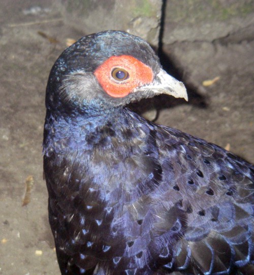 Mikado Pheasant (Syrmaticus mikado)