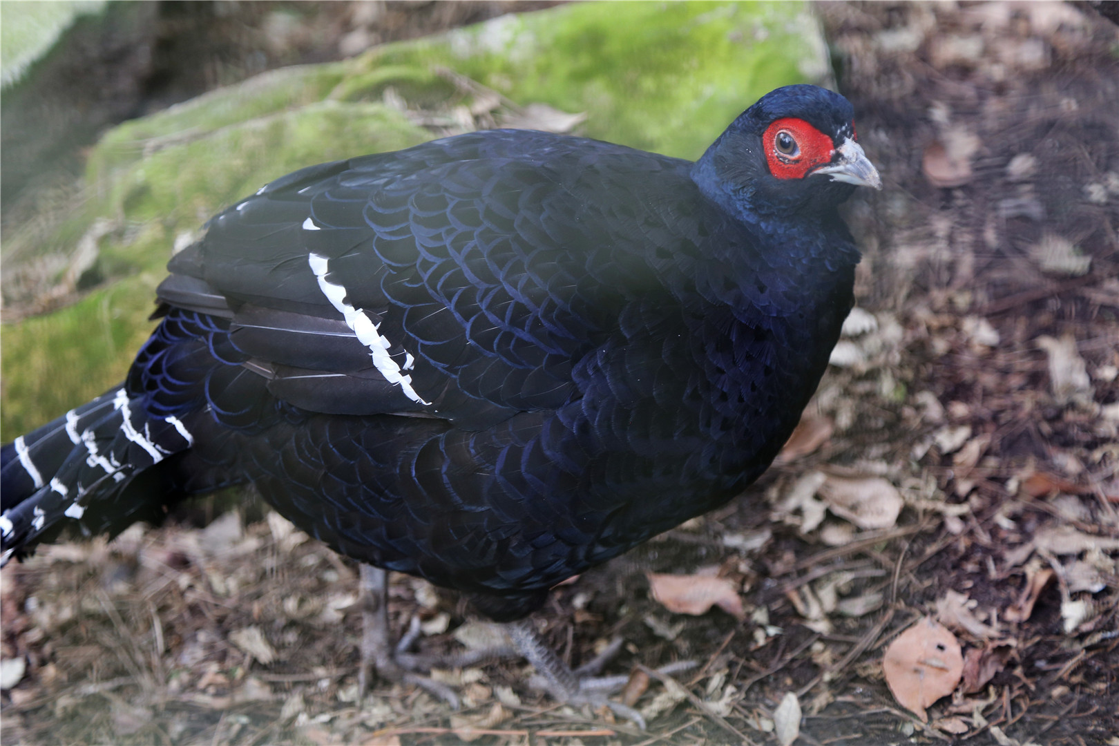 Mikado pheasant (Syrmaticus mikado)
