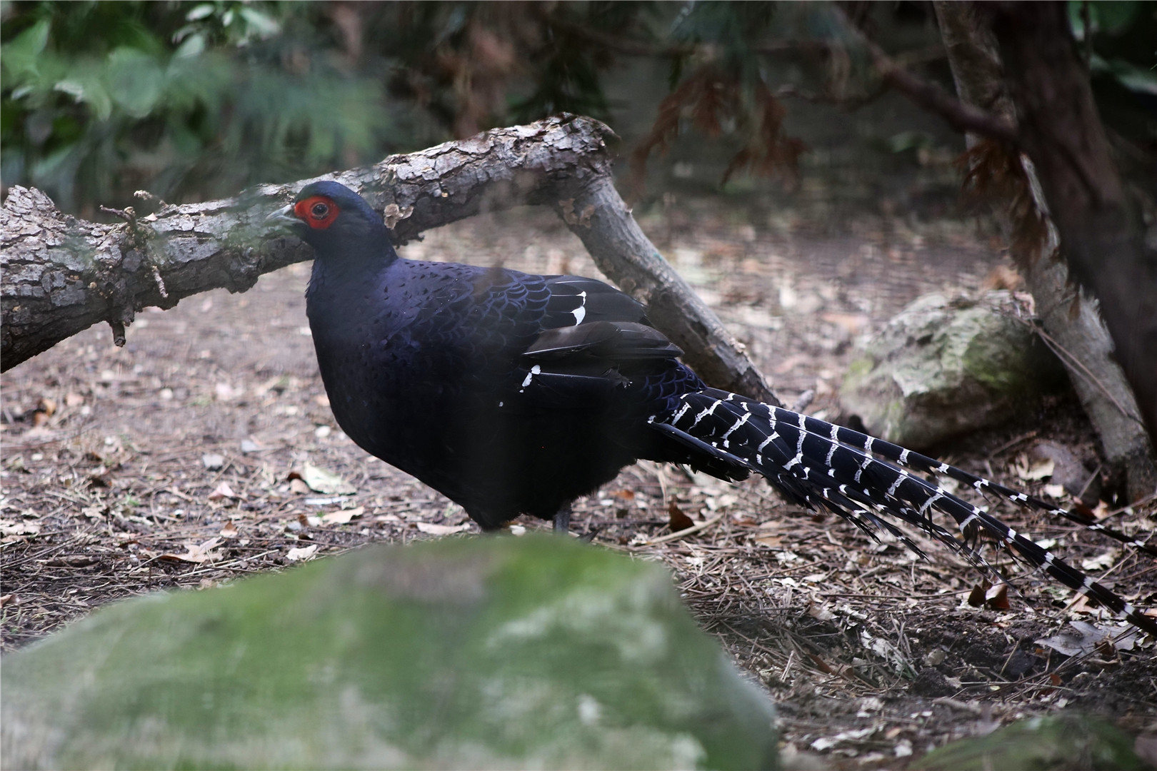 Mikado pheasant (Syrmaticus mikado)