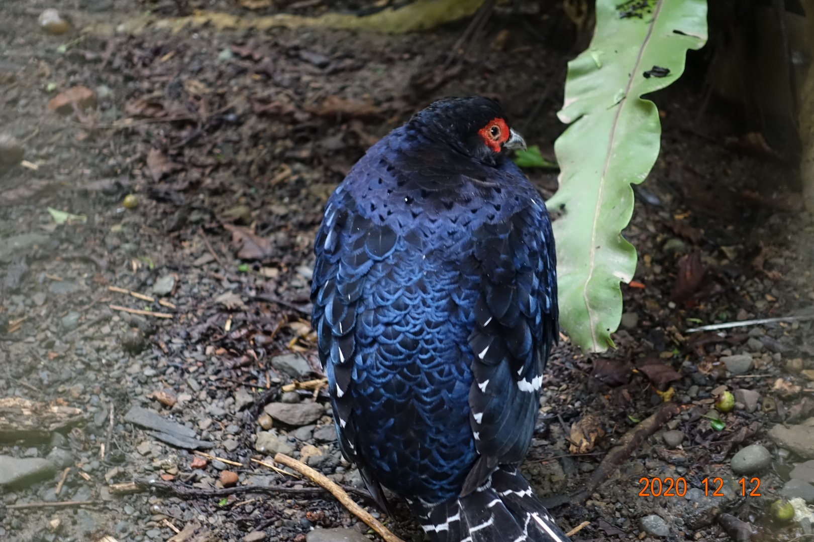 Mikado Pheasant (Syrmaticus mikado)