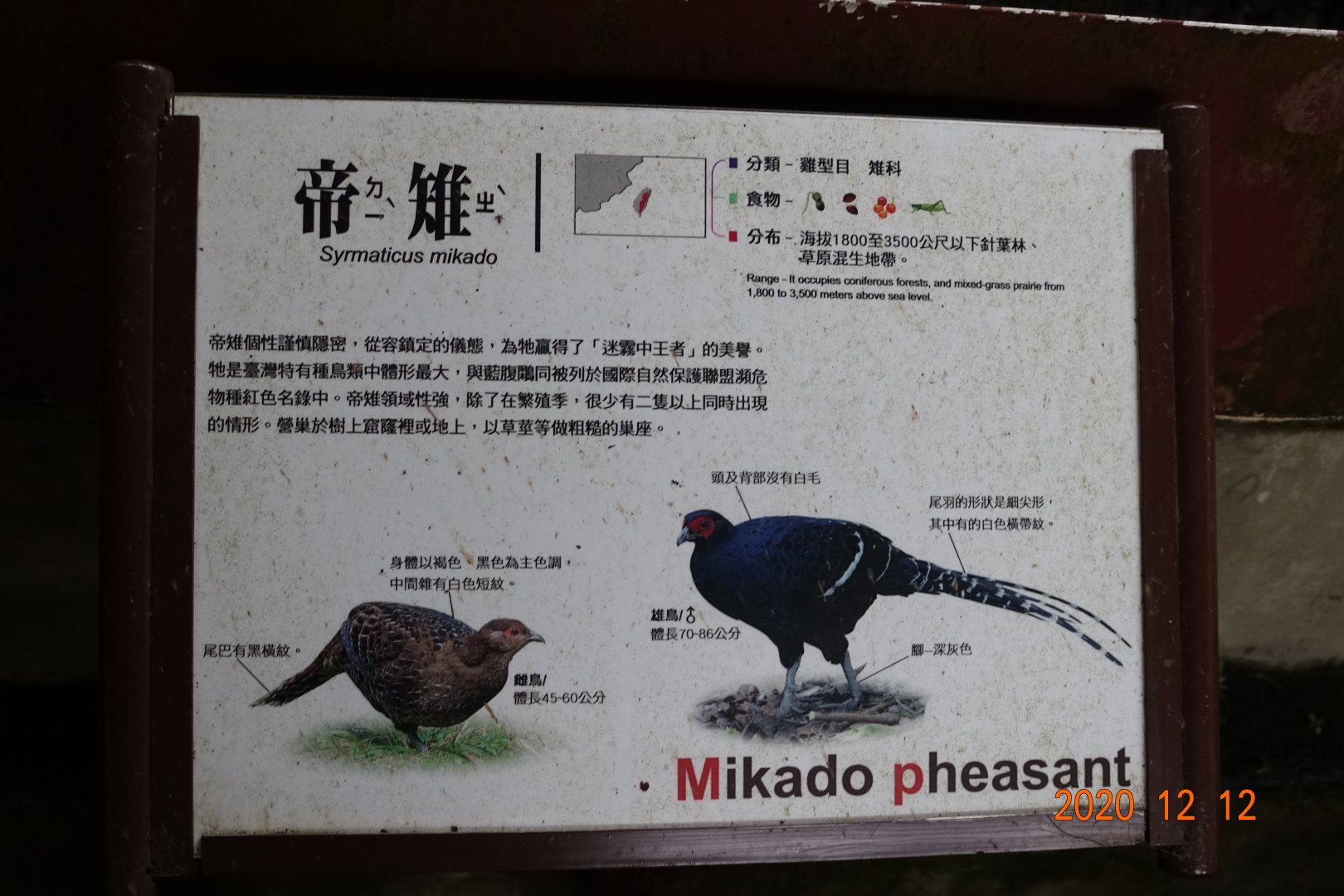Mikado Pheasant (Syrmaticus mikado)