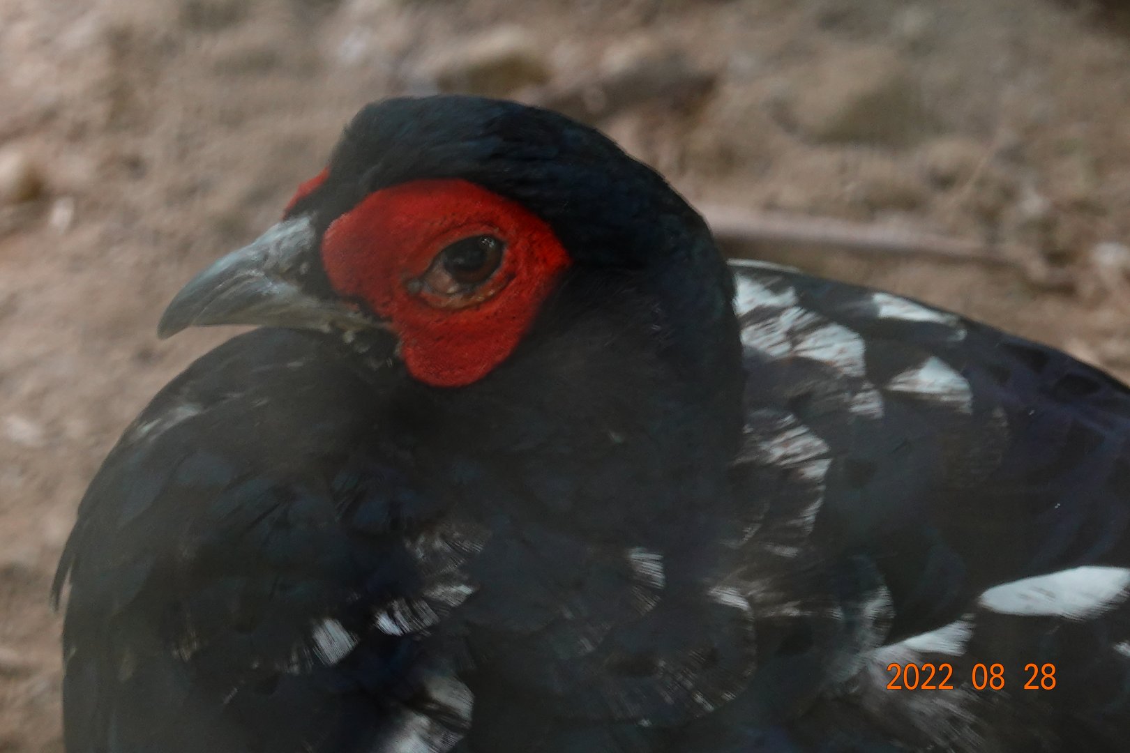 Mikado Pheasant (Syrmaticus mikado)