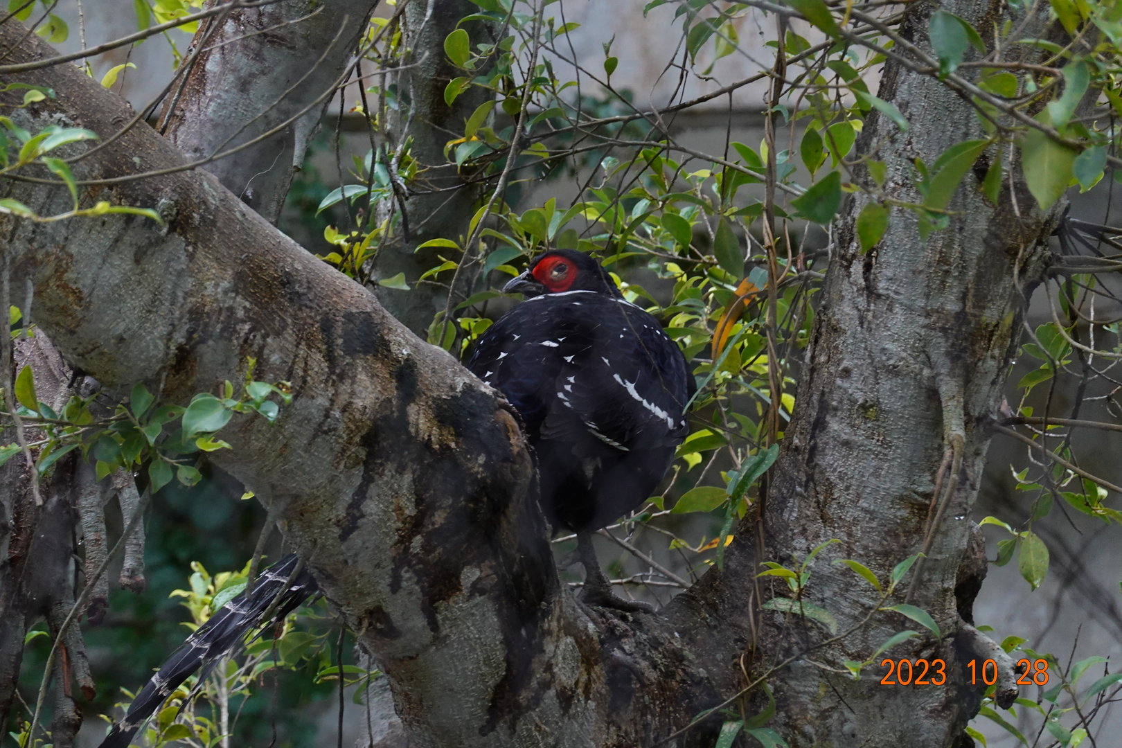 Mikado Pheasant (Syrmaticus mikado)