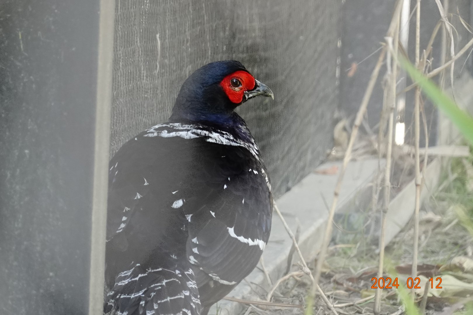 Mikado Pheasant (Syrmaticus mikado)