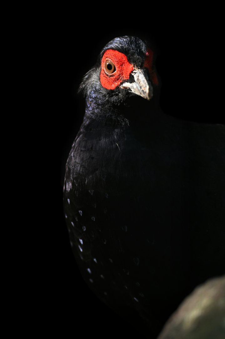 Mikado Pheasant Syrmaticus mikado