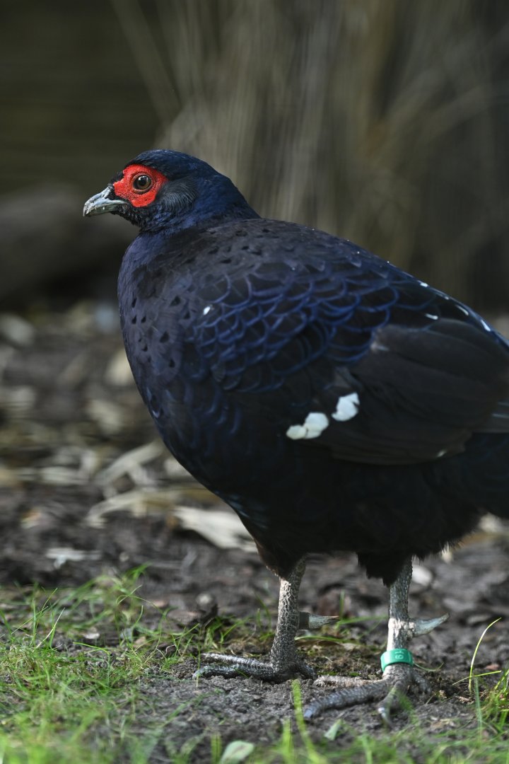 Mikado Pheasant Syrmaticus mikado