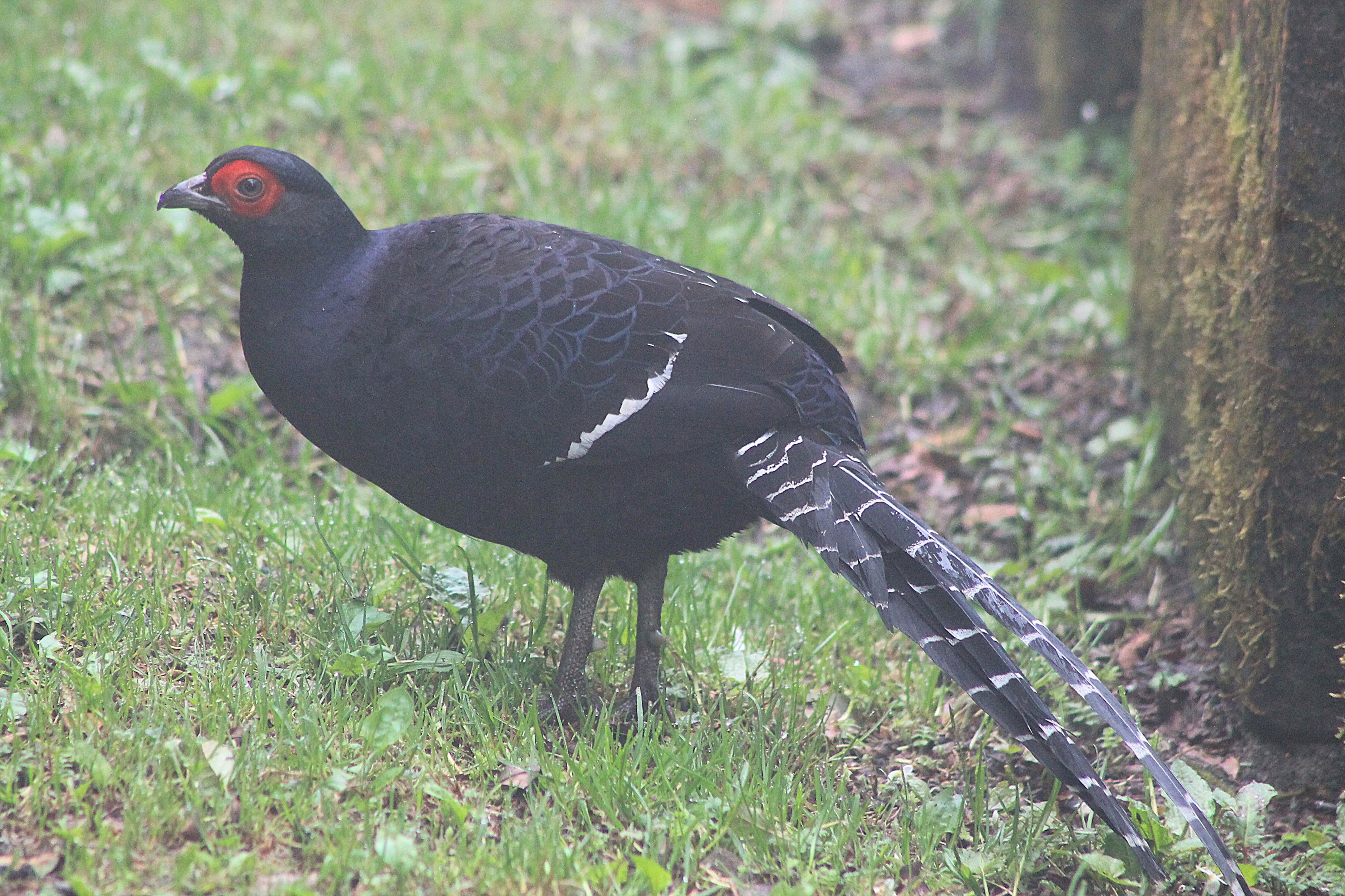 Mikado Pheasant (Syrmaticus mikado)