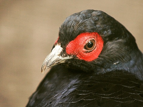 Mikado Pheasant