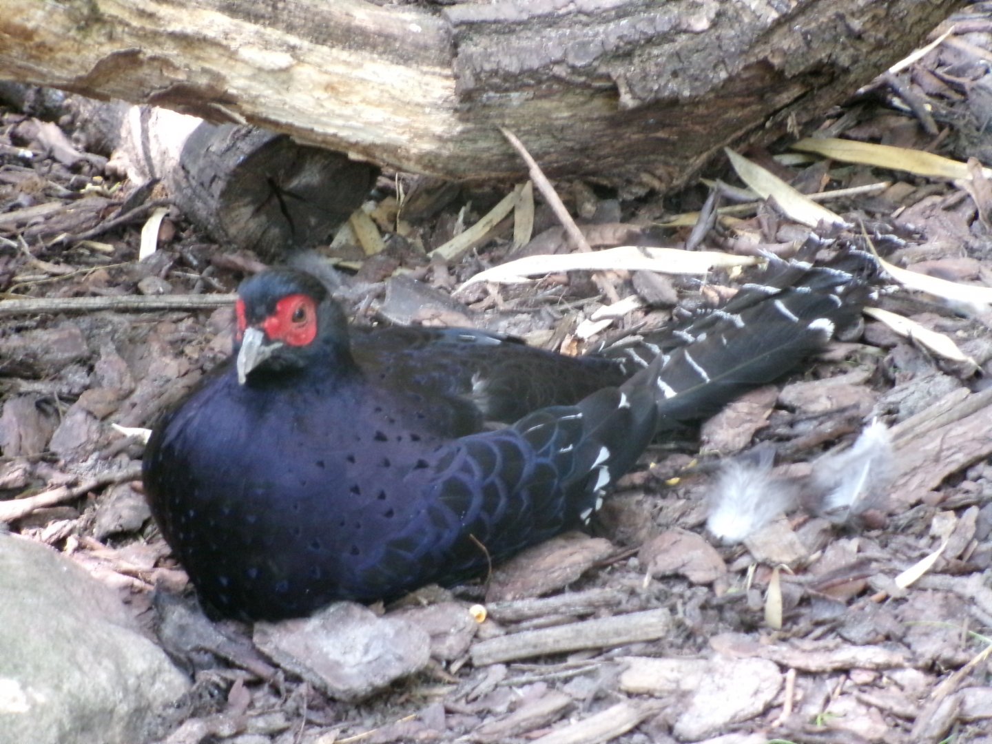 Mikado pheasant