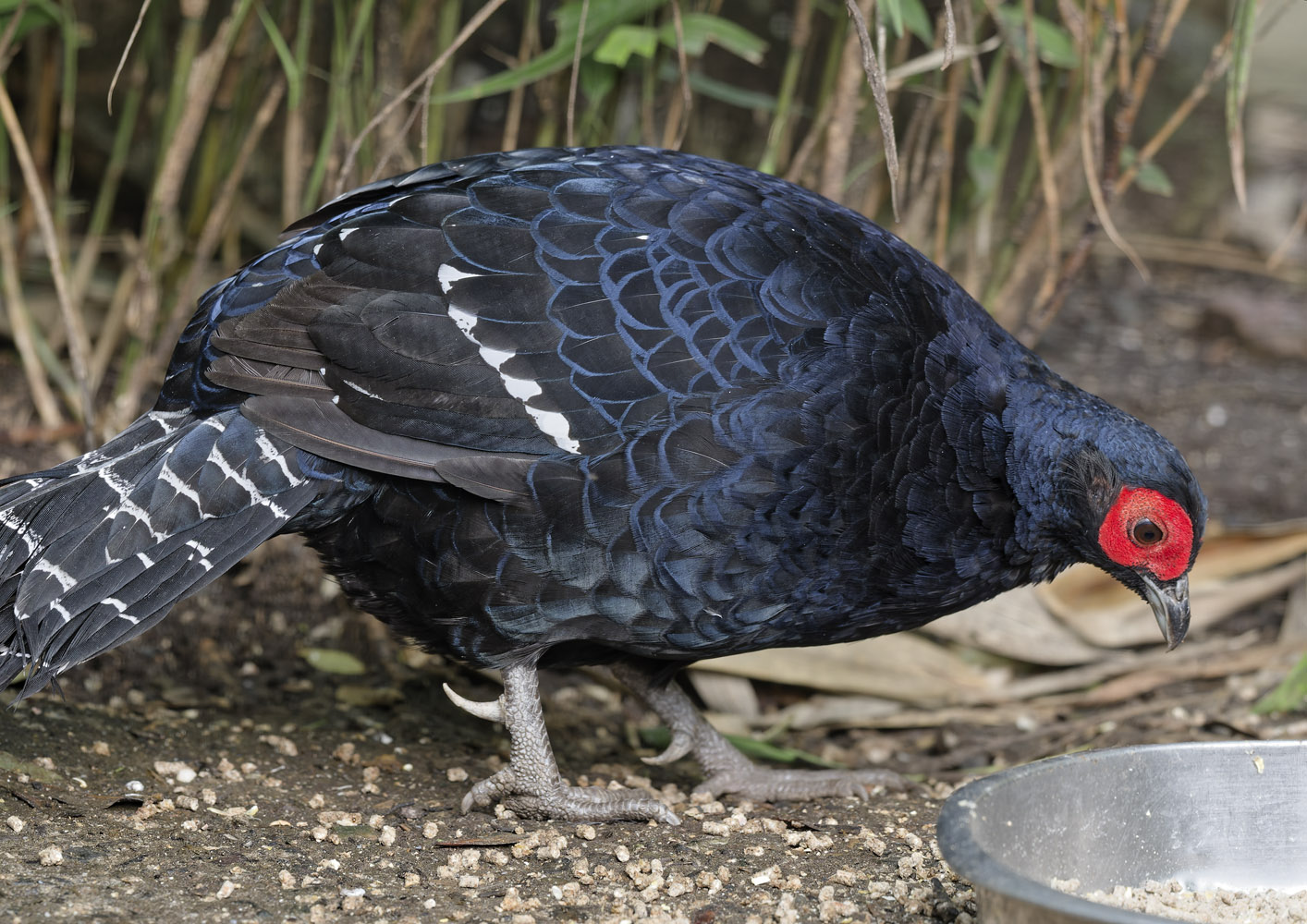 Mikado pheasant