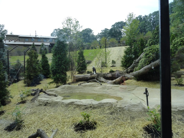 Mike and Mary Stark Grizzly Ridge - Bald Eagle Exhibit