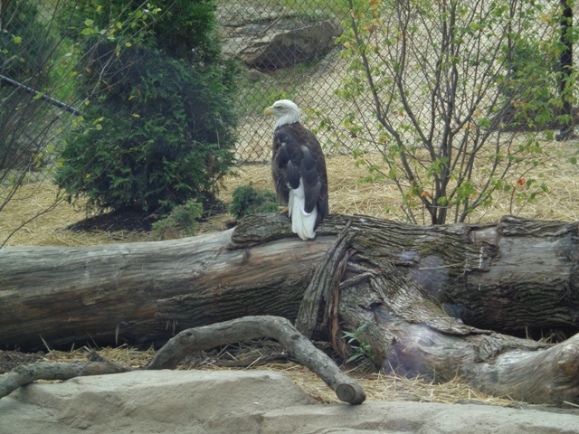 Mike and Mary Stark Grizzly Ridge - Bald Eagle Exhibit