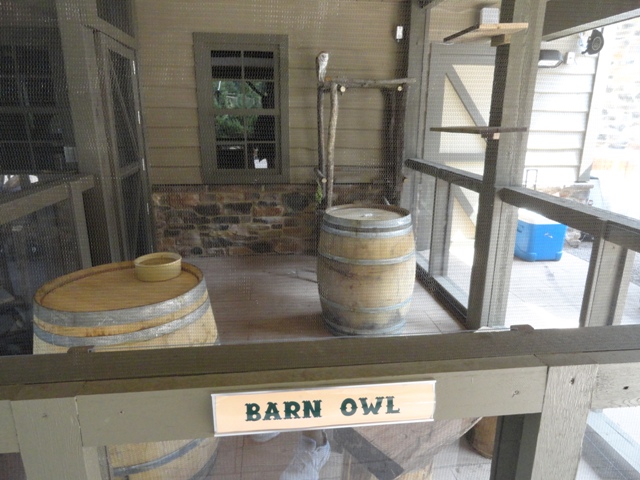 Mike and Mary Stark Grizzly Ridge - Barn Owl in Education Animal Porch