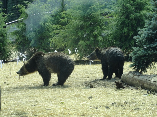 Mike and Mary Stark Grizzly Ridge - Grizzly Bear Exhibit