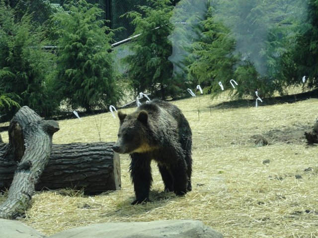 Mike and Mary Stark Grizzly Ridge - Grizzly Bear Exhibit