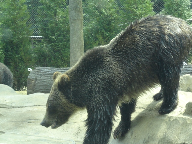 Mike and Mary Stark Grizzly Ridge - Grizzly Bear Exhibit