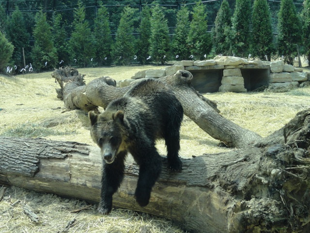 Mike and Mary Stark Grizzly Ridge - Grizzly Bear Exhibit