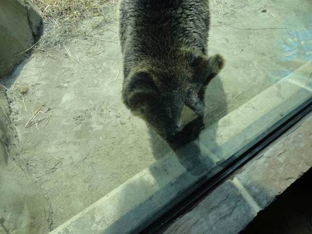 Mike and Mary Stark Grizzly Ridge - Grizzly Bear Exhibit