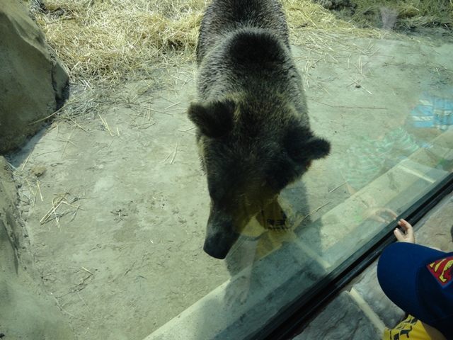 Mike and Mary Stark Grizzly Ridge - Grizzly Bear Exhibit