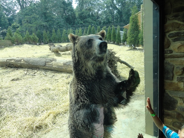 Mike and Mary Stark Grizzly Ridge - Grizzly Bear Exhibit