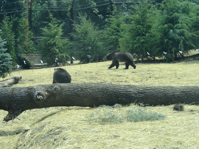 Mike and Mary Stark Grizzly Ridge - Grizzly Bear Exhibit
