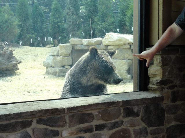 Mike and Mary Stark Grizzly Ridge - Grizzly Bear Exhibit