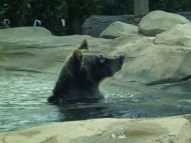 Mike and Mary Stark Grizzly Ridge - Grizzly Bear Exhibit