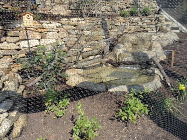 Mike and Mary Stark Grizzly Ridge - Lower Aviary