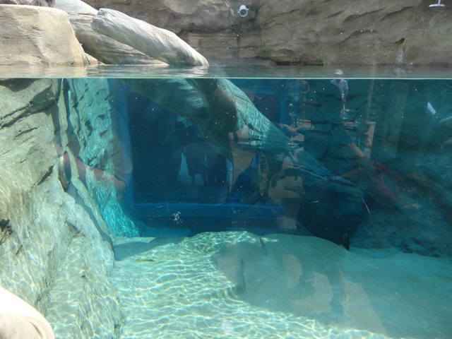 Mike and Mary Stark Grizzly Ridge - Otter Exhibit