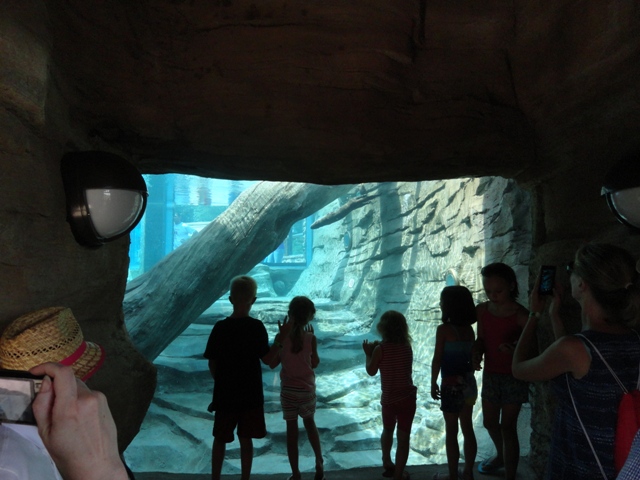 Mike and Mary Stark Grizzly Ridge - Otter Underwater Viewing