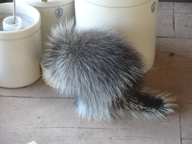 Mike and Mary Stark Grizzly Ridge - Porcupine in Education Animal Porch