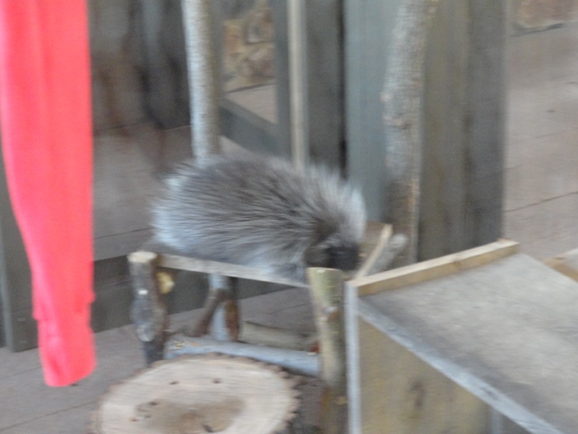 Mike and Mary Stark Grizzly Ridge - Porcupine in Education Animal Porch