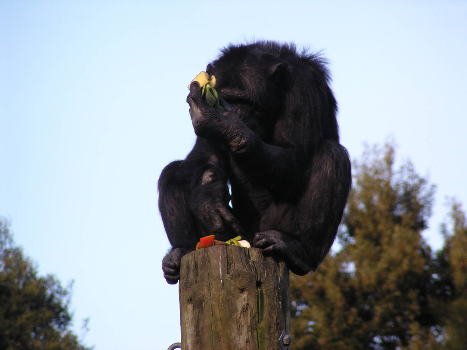 Mike Eating on top of pole safer than sharing