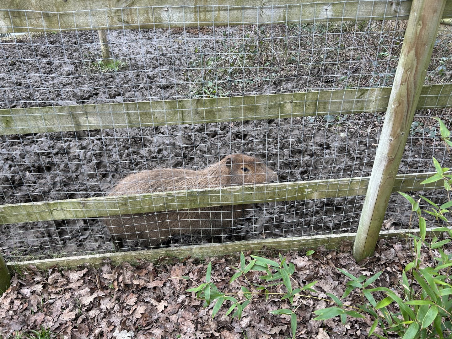 Mike the Capybara