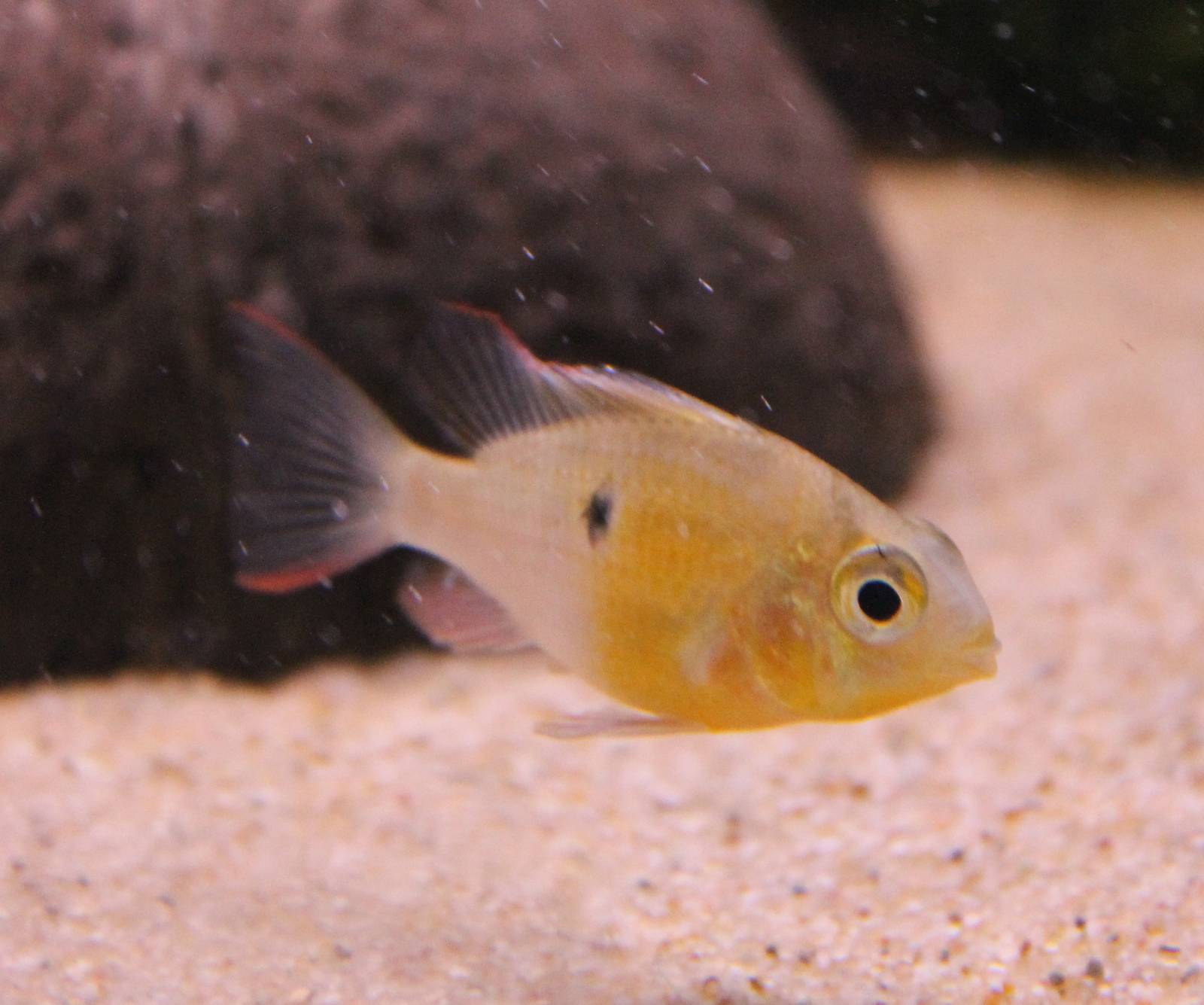 Mikrogeophagu altispinosus