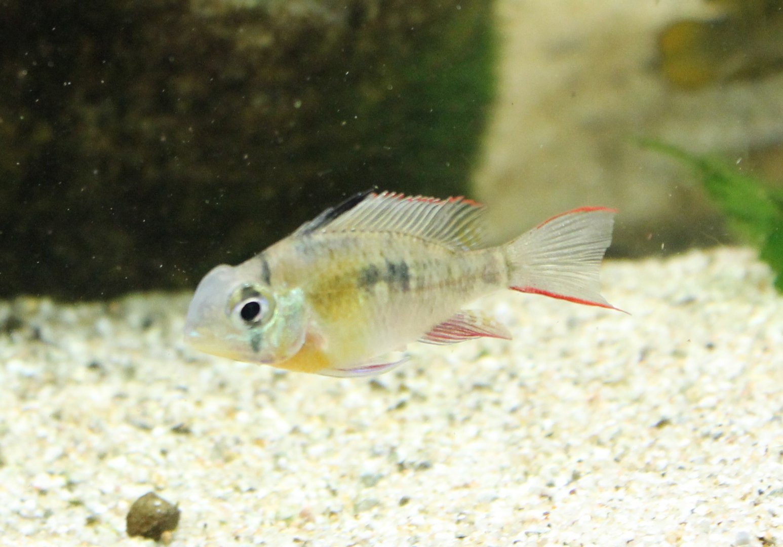 Mikrogeophagus altispinosus