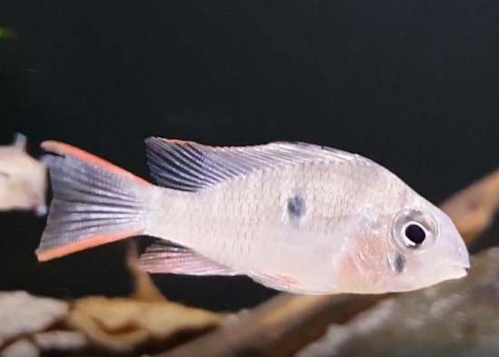 Mikrogeophagus altispinosus