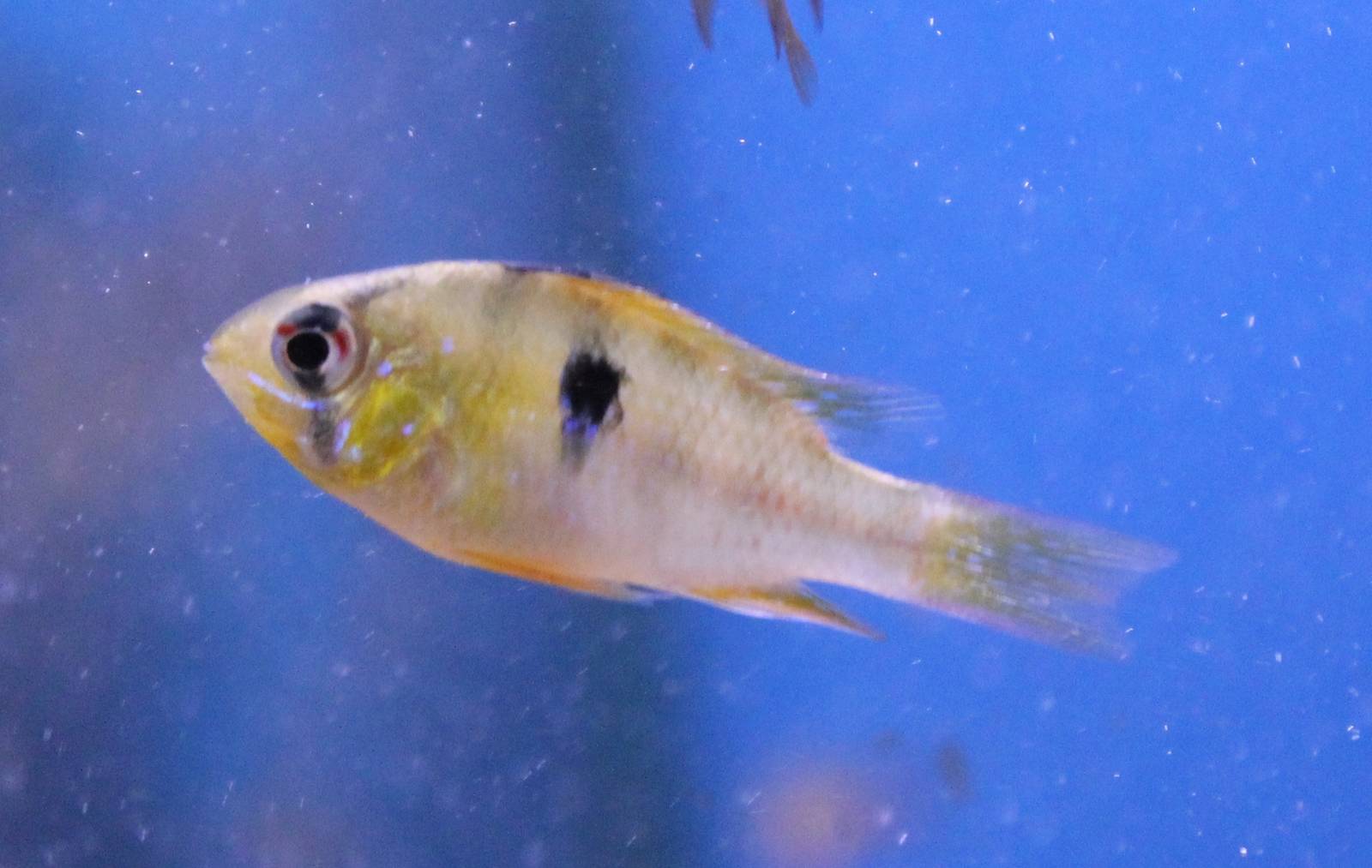 Mikrogeophagus ramirezi