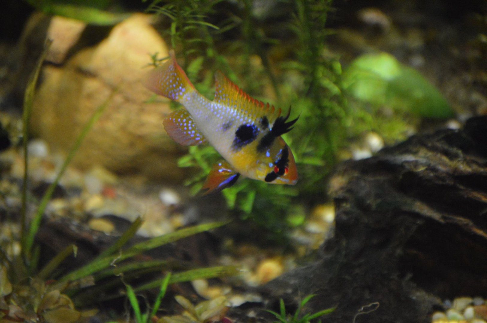 Mikrogeophagus ramirezi