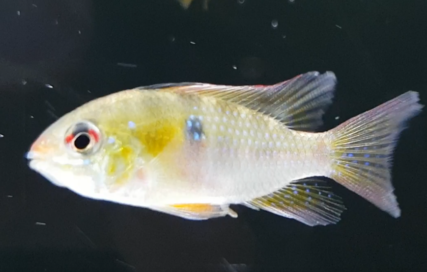 Mikrogeophagus ramirezi