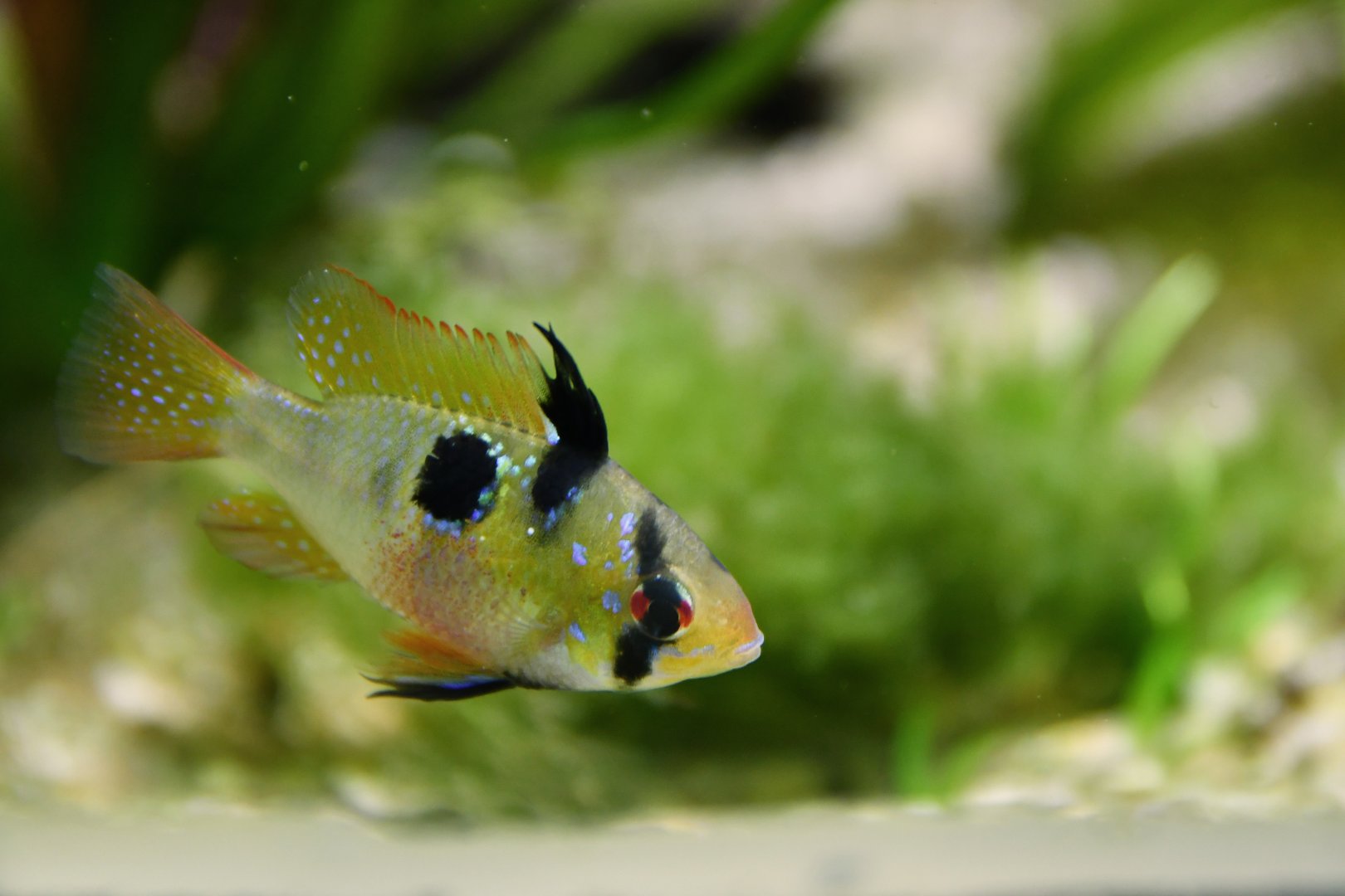 Mikrogeophagus ramirezi
