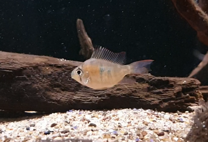 Mikrogeophagus species "two-spot