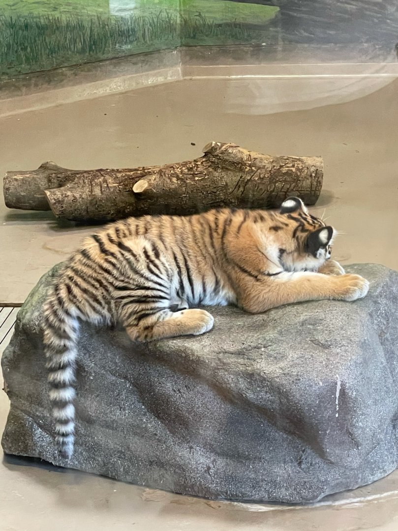 Mila, Baby Amur Tiger