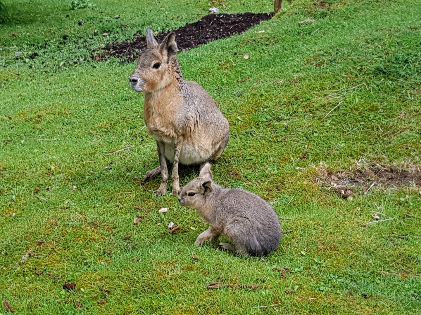 Mila & Marissa - Patagonian Mara